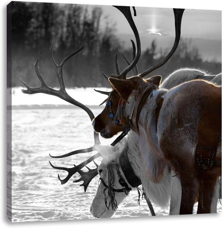 Pixxprint Rentiere im Schnee schwarz/weiss, Format: 70x70 auf Leinwand, 70x70