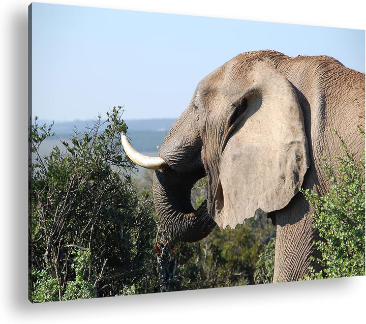 deyoli grosser Elefant Format: 100x70 als Leinwand, Motiv fertig gerahmt auf Echtholzrahmen, Hochwer