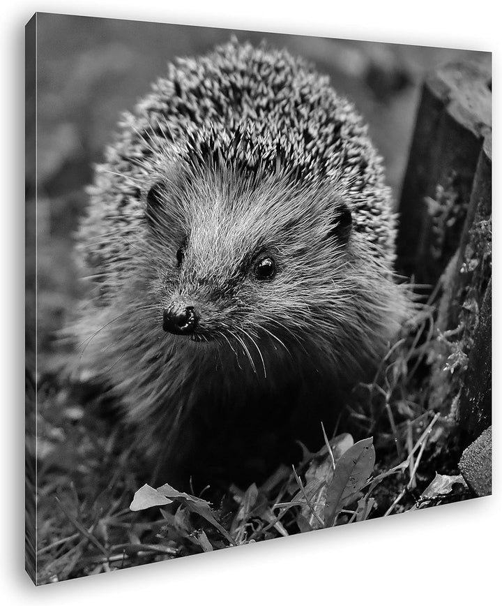 deyoli Igel auf Nahrungssuche Format: 70x70 Effekt: Schwarz&Weiss als Leinwandbild, Motiv auf Echtho