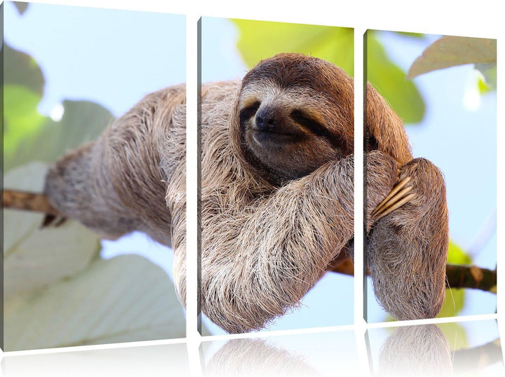 Pixxprint schönes Faultier hängt von AST als Leinwandbild/Grösse: 3Teilig (120x80) / Wandbild/Kunstd