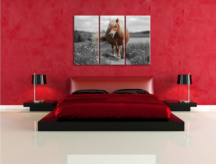 Pixxprint Shetlandpony auf der Wiese als Leinwandbild/Grösse: 3 Teilig (120x80) cm/Wandbild/Kunstdru