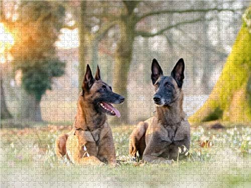 CALVENDO Puzzle Malinois - Belgische Energiebündel 1000 Teile Lege-Grösse 64 x 48 cm Foto-Puzzle Bil