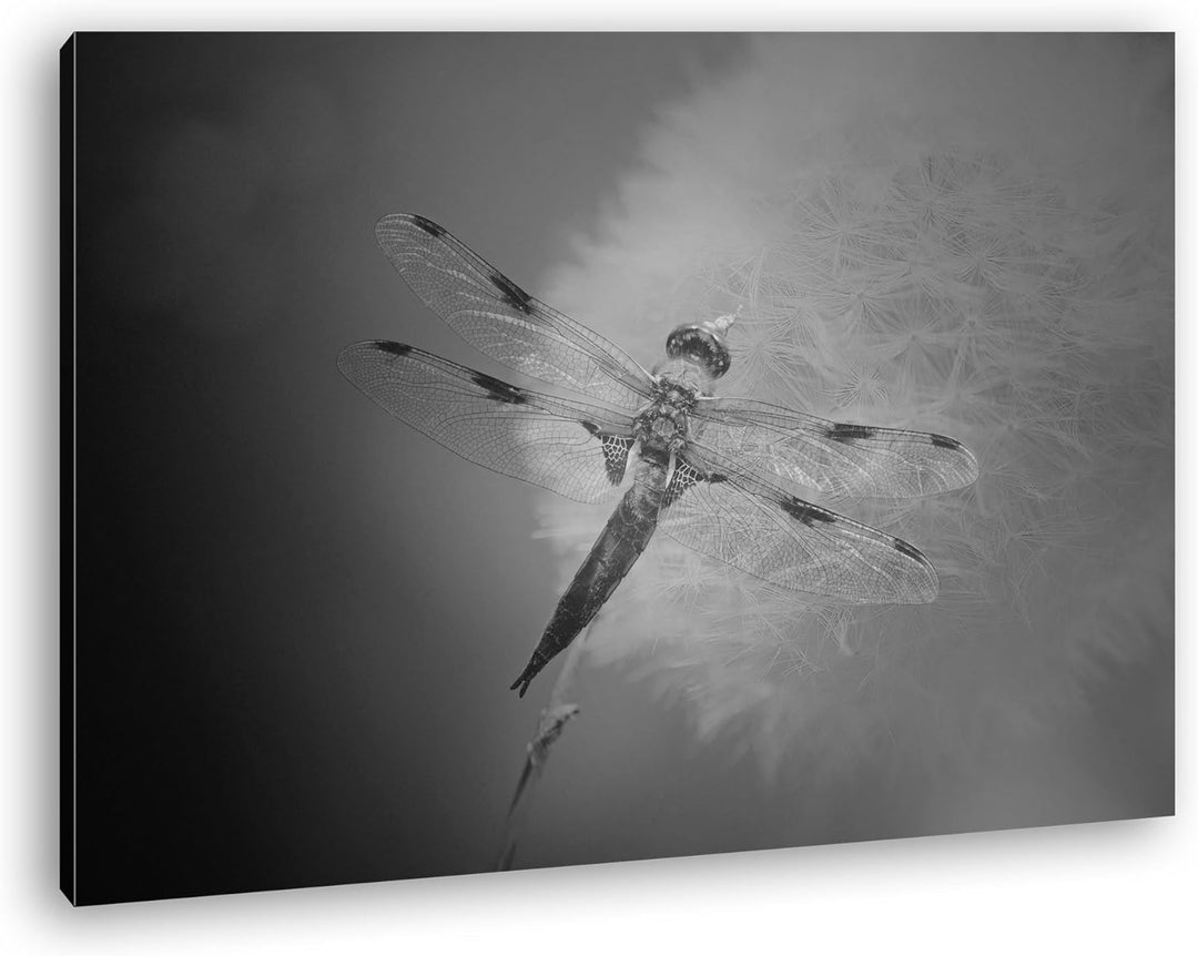 deyoli stolze Libelle Format: 80x60 Effekt: Schwarz/Weiss als Leinwand, Motiv fertig gerahmt auf Ech