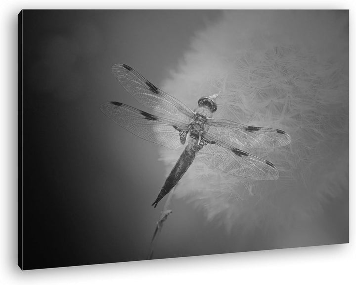 deyoli stolze Libelle Format: 80x60 Effekt: Schwarz/Weiss als Leinwand, Motiv fertig gerahmt auf Ech
