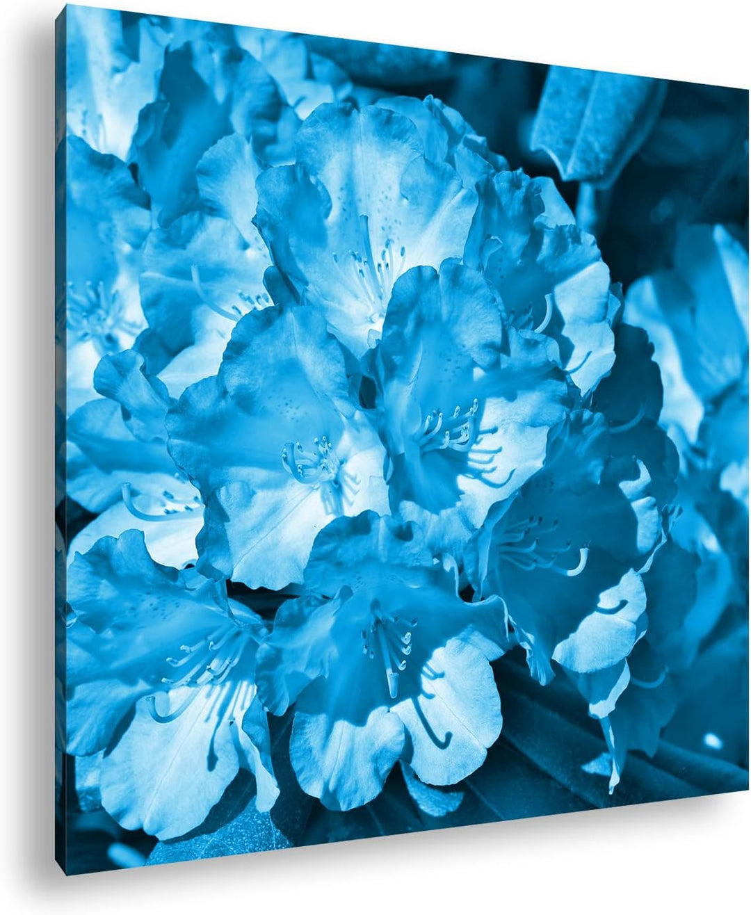 deyoli farbenfroher Rhododendron-Strauch Format: 60x60 Effekt: Monocrome Blau als Leinwand, Motiv fe