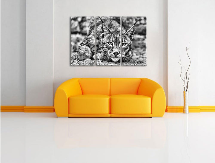 Pixxprint wachsamer Luchs als Leinwandbild/Grösse: 3 Teilig (120x80) / Wandbild/Kunstdruck/fertig be