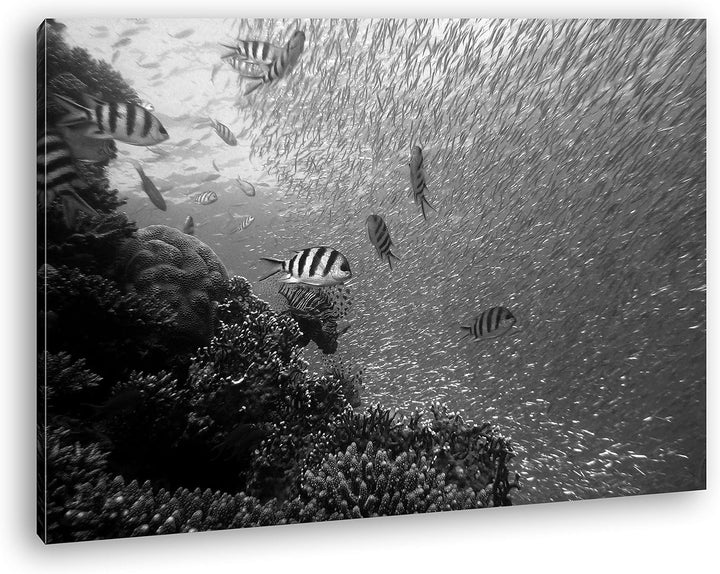 deyoli Fischschwärme im Korallenriff Format: 100x70 Effekt: Schwarz&Weiss als Leinwandbild, Motiv fe