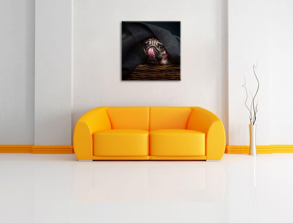Süsser Mops unter der Decke, Format: 70x70 auf Leinwand, XXL riesige Bilder fertig gerahmt mit Keilr