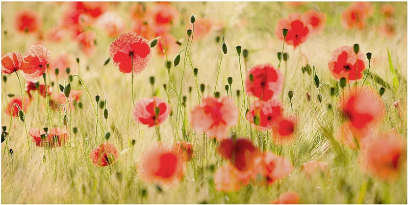 Bilderwelten Leinwandbild - Summer Poppies - Quer 1:2, 30cm x 60cm, 30cm x 60cm