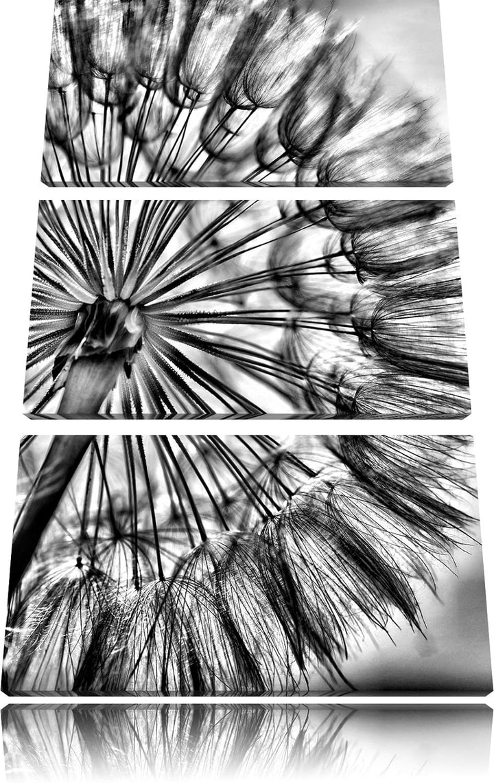 Pixxprint Monocrome, Schöne Pusteblume 3-Teiler Leinwandbild 120x80 Bild auf Leinwand