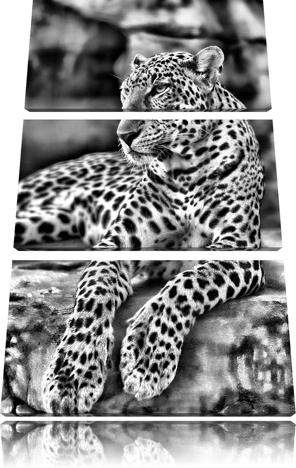 Pixxprint Majestätischer Leopard als Leinwandbild/Grösse: 3 Teilig (120x80) cm/Wandbild/Kunstdruck/f