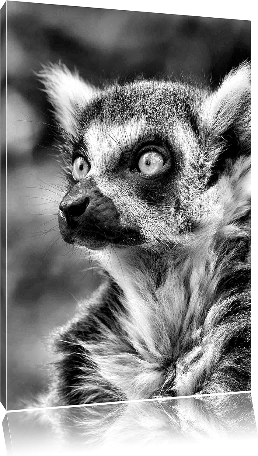 Pixxprint neugieriger Katta als Leinwandbild/Grösse: 100x70 cm/Wandbild/Kunstdruck/fertig bespannt,