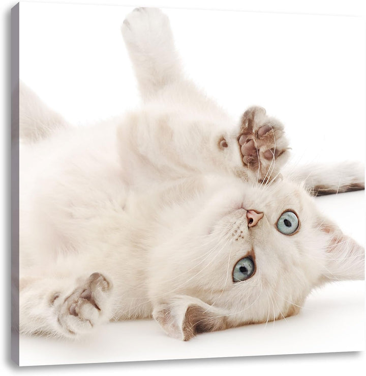 Pixxprint Kleine Katze, Format: 70x70 auf Leinwand, XXL riesige Bilder fertig gerahmt mit Keilrahmen