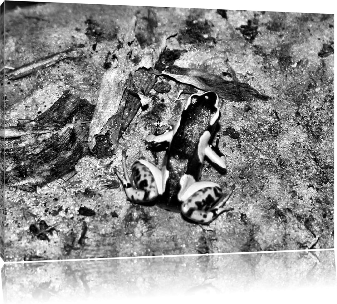 Pixxprint Färberfrosch / 100x70cm Leinwandbild bespannt auf Holzrahmen/Wandbild Kunstdruck Dekoratio