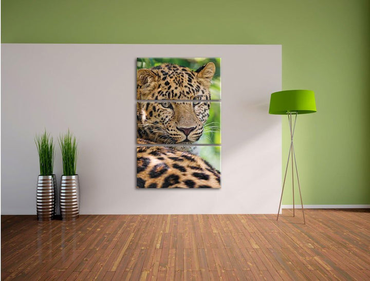 Pixxprint aufmerksamer Leopard im Schatten als Leinwandbild/Grösse: 3 Teilig (120x80) cm/Wandbild/Ku
