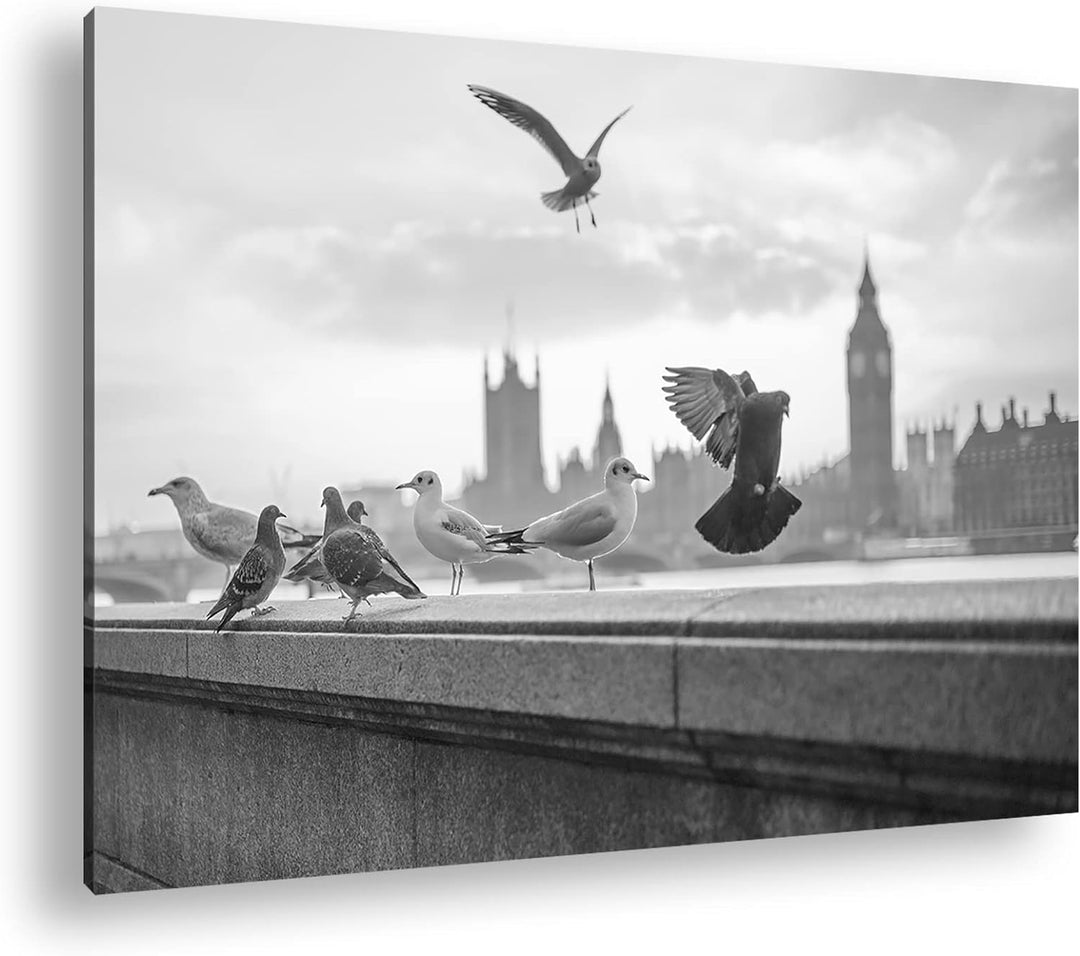 deyoli Tauben in London Format: 80x60 cm Effekt: Schwarz&Weiss als Leinwandbild, Motiv fertig gerahm