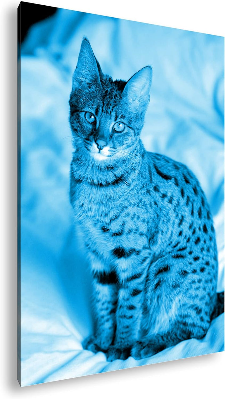 deyoli süsse Savannah Katze Format 80x60 Effekt: Monocrome Blau als Leinwandbild, Motiv fertig gerah