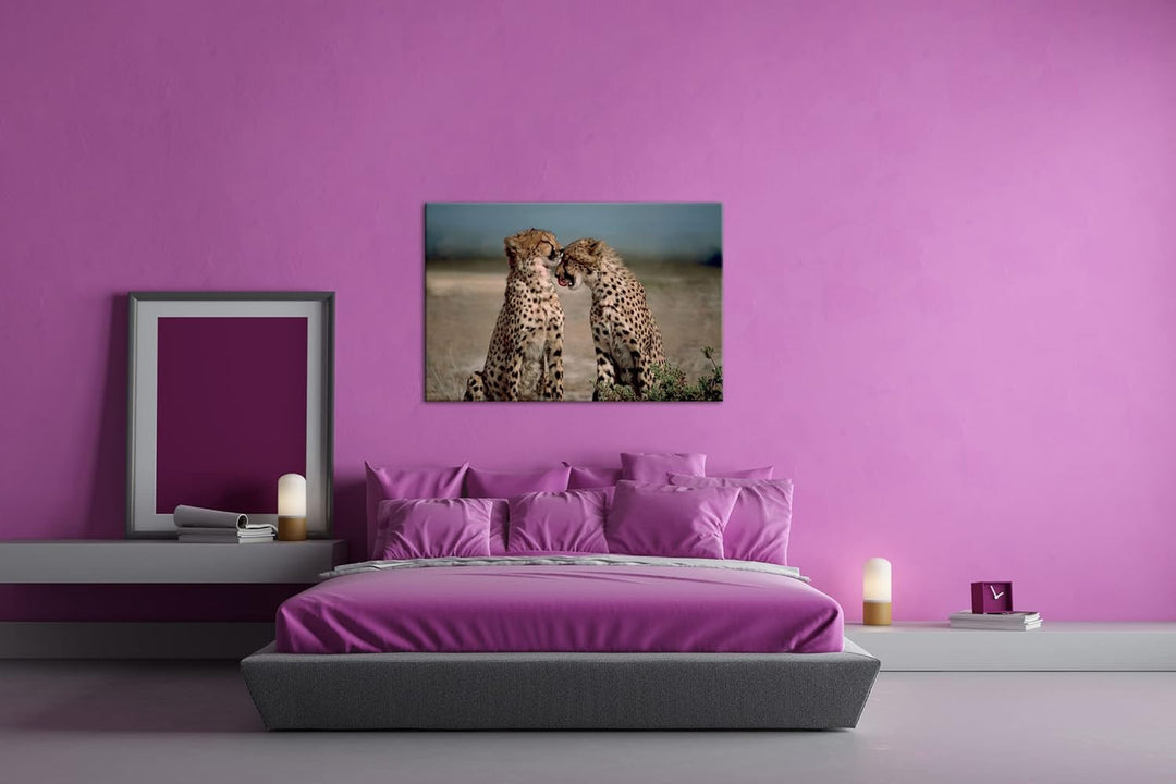 deyoli zwei süsse Geparden im Format: 80x60 als Leinwandbild, Motiv fertig gerahmt auf Echtholzrahme