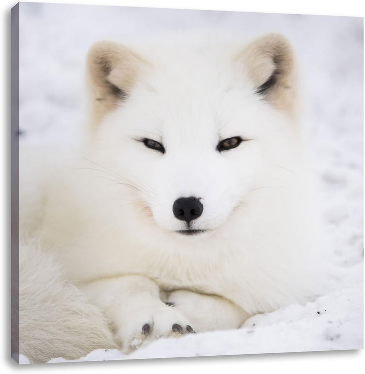 Pixxprint Weisser Fuchs, Format: 70x70 auf Leinwand, XXL riesige Bilder fertig gerahmt mit Keilrahme