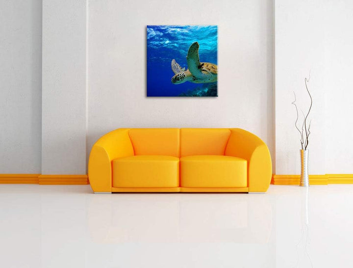 Schildkröte im Riff, Format: 70x70 auf Leinwand, XXL riesige Bilder fertig gerahmt mit Keilrahmen, K
