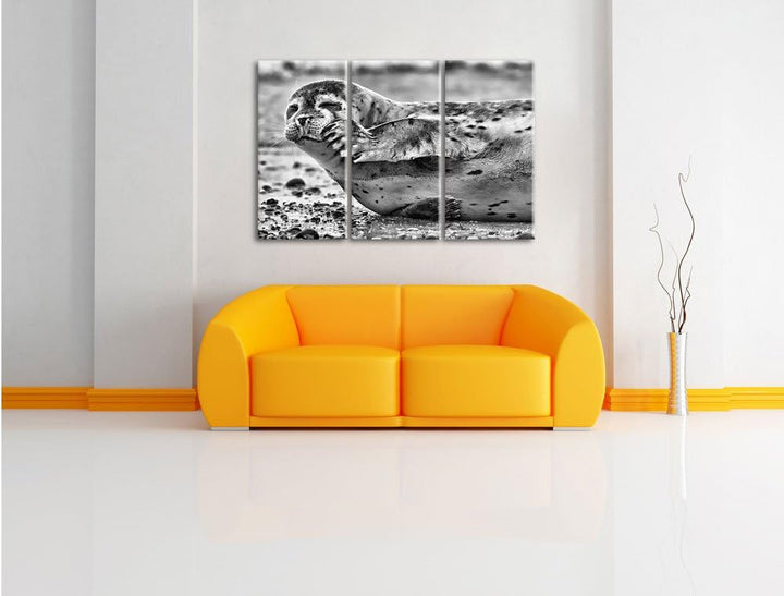 Pixxprint süsse Robbe beim Putzen als Leinwandbild/Grösse: 3 Teilig (120x80) cm/Wandbild/Kunstdruck/