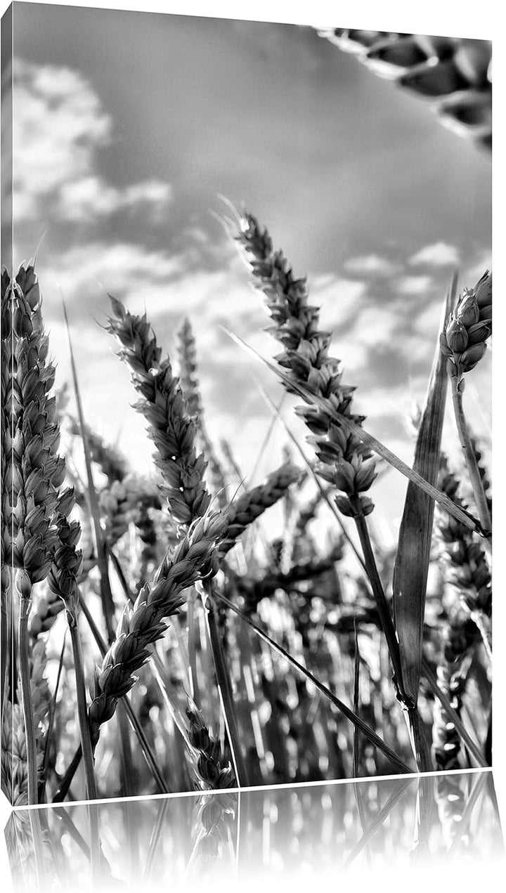 Pixxprint Getreide im Sonnenschein/Format: 100x70cm / Leinwandbild fertig bespannt Wandbild Kunstdru