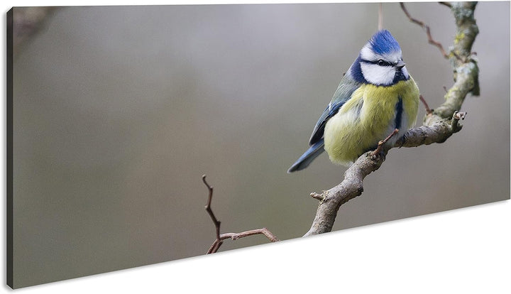 Kleiner Dicker Vogel Panorama 120x60 cm als Leinwandbild, Motiv fertig gerahmt auf Echtholzrahmen, H