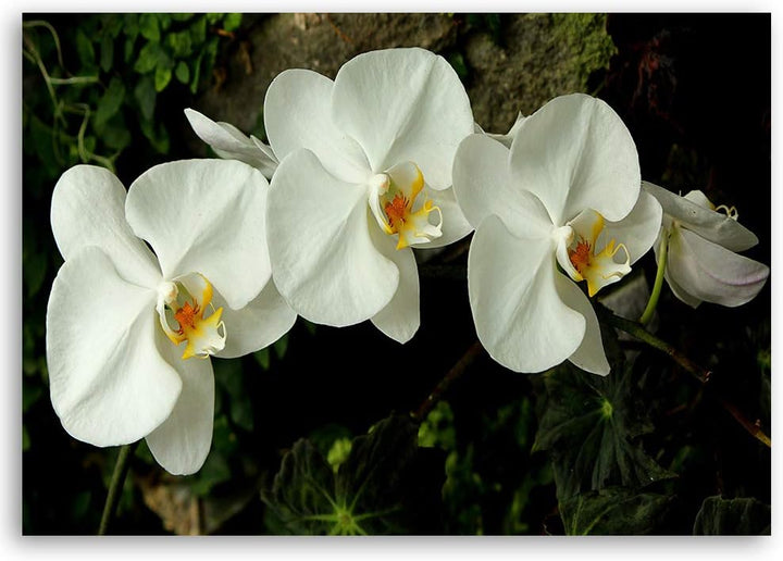 Feeby Wandbild Orchideen Druckbild Leinwandbild Blumen Weiss 100x70 cm Leinwandbild 100x70 cm Weiss_