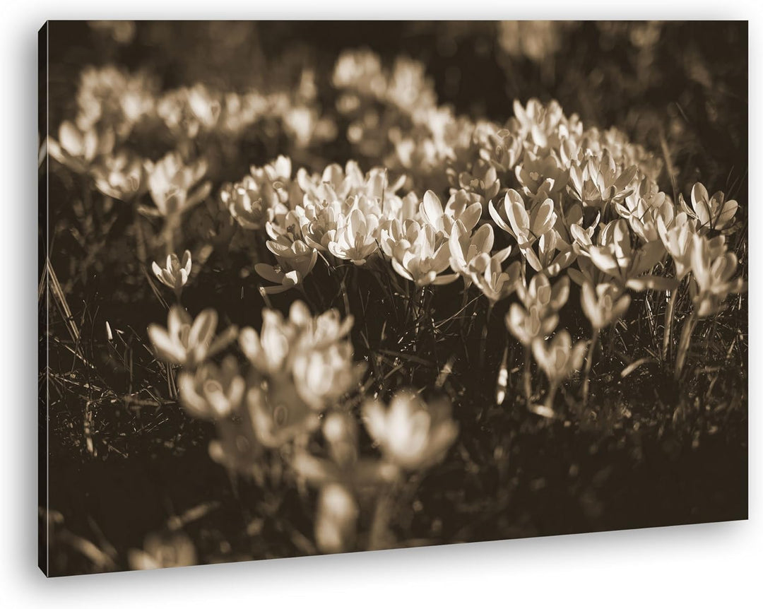 deyoli blühende Krokusse Format: 80x60 Effekt: Sepia als Leinwand, Motiv fertig gerahmt auf Echtholz