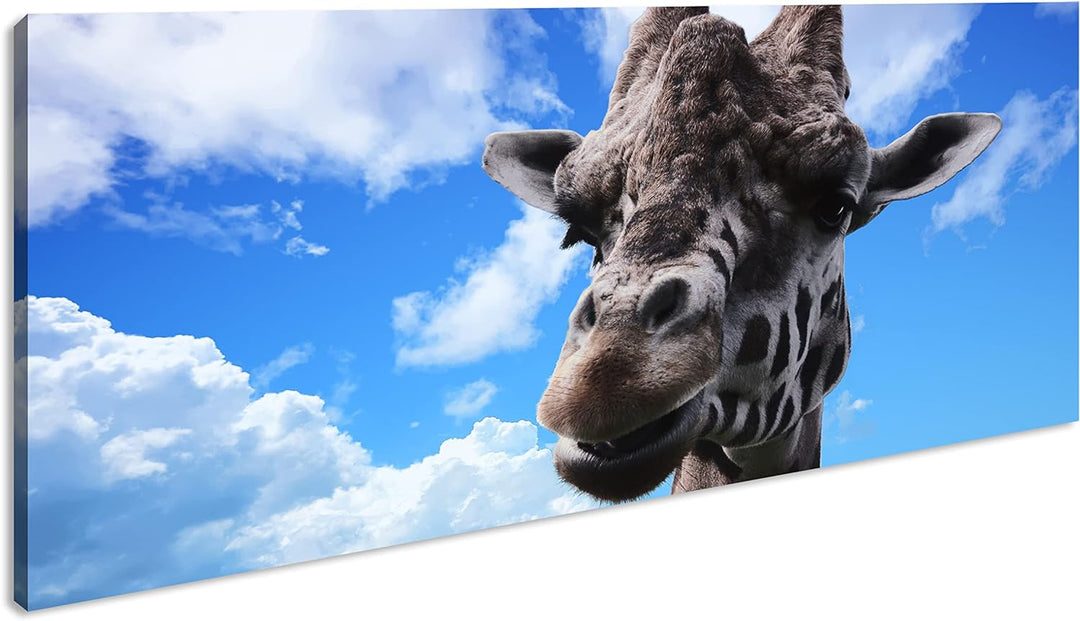 Fotogene Giraffe Panorama 60x30 cm als Leinwandbild, Motiv fertig gerahmt auf Echtholzrahmen, Hochwe