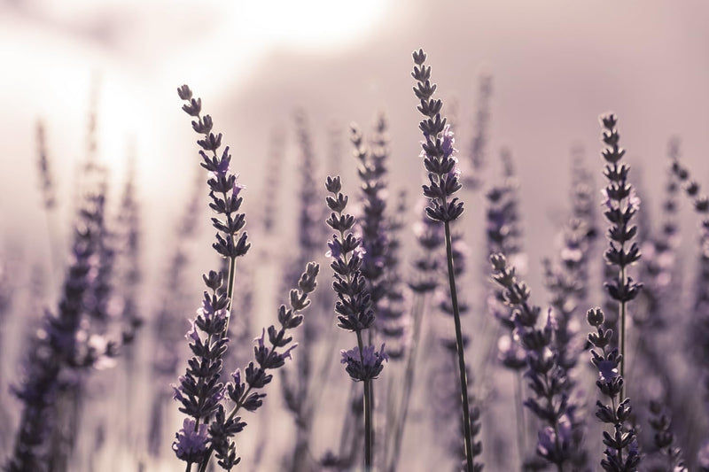 Küchen Spritzschutz Lavendel 60x40x0,3 cm | Küchenrückwand | Alu-DiBond | Fliesenschutz für den Herd