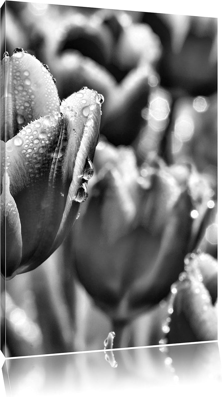 Pixxprint Monocrome, Pinke Tulpen mit Morgentau, Format: 100x70 auf Leinwand, riesige Bilder fertig