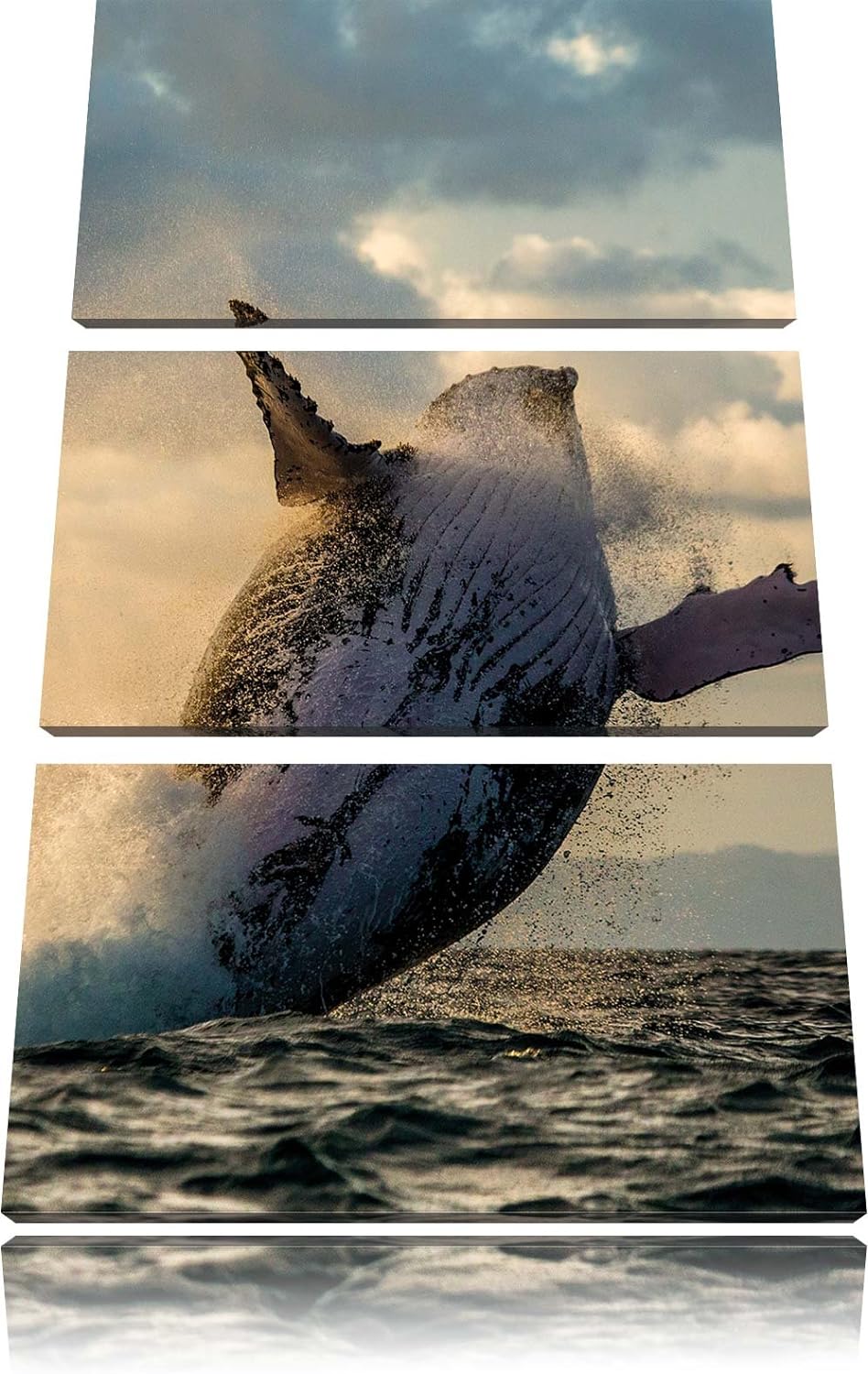 Pixxprint Buckelwale Kanada als Leinwandbild/Grösse: 3 Teilig (120x80) cm/Wandbild/Kunstdruck/fertig