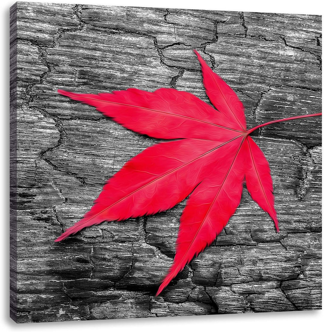 Pixxprint Rotes Ahornblatt im Herbst schwarz/weiss, Format: 70x70 auf Leinwand, riesige Bilder ferti