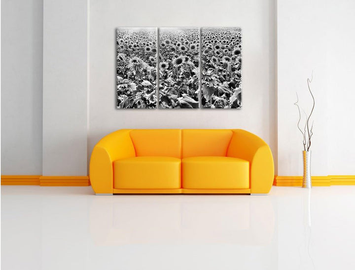 Pixxprint Riesiges Sonnenblumenfeld als Leinwandbild/Grösse: 3 Teilig (120x80) cm/Wandbild/Kunstdruc