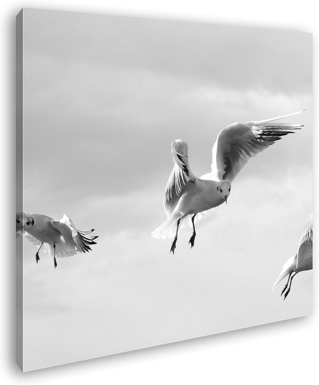 deyoli in Freiheit Fliegende Möwen im Format: 70x70 Effekt: Schwarz&Weiss als Leinwandbild, Motiv au