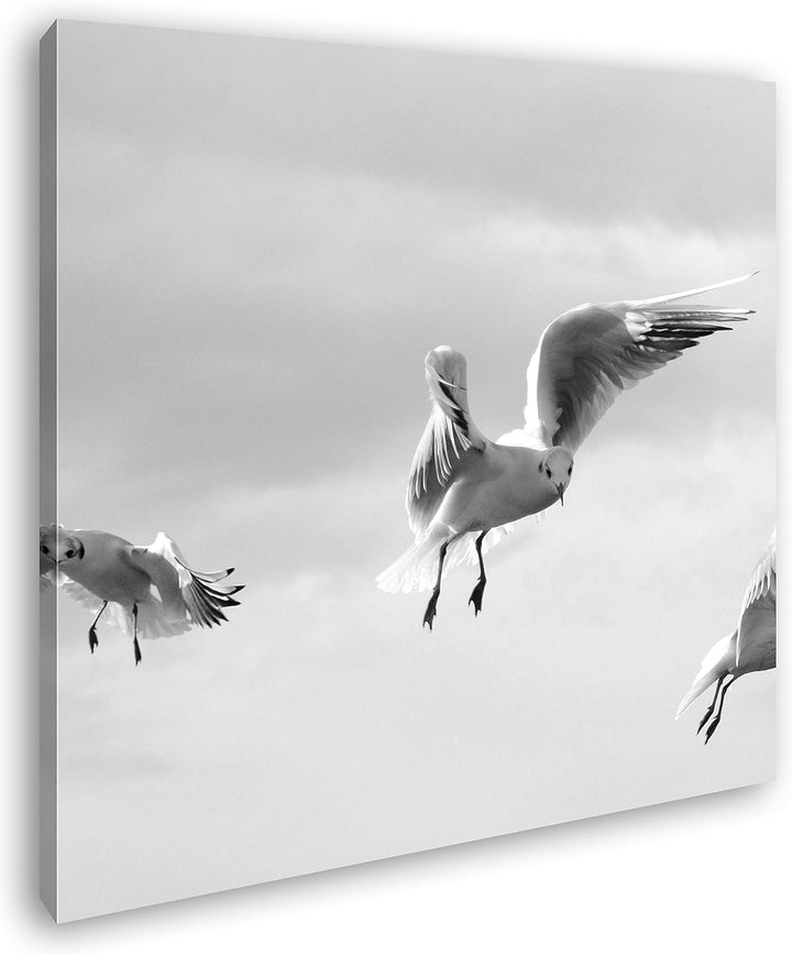 deyoli in Freiheit Fliegende Möwen im Format: 70x70 Effekt: Schwarz&Weiss als Leinwandbild, Motiv au