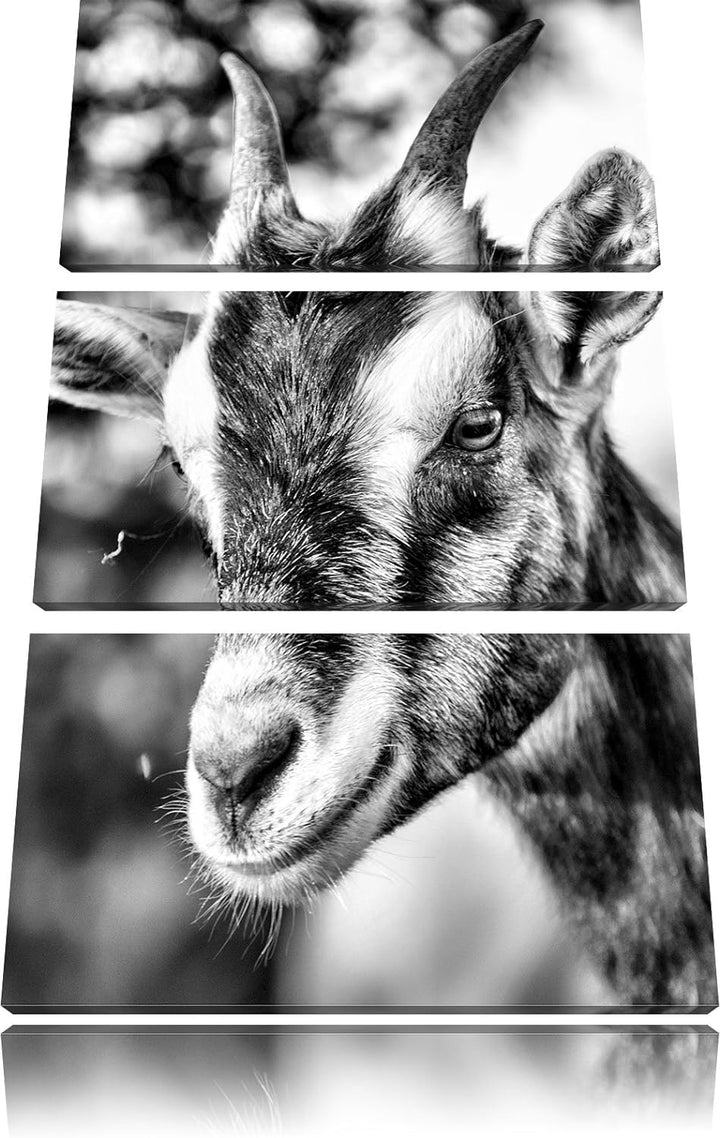 Pixxprint Niedliche Ziege als Leinwandbild/Grösse: 3 Teilig (120x80) cm/Wandbild/Kunstdruck/fertig b