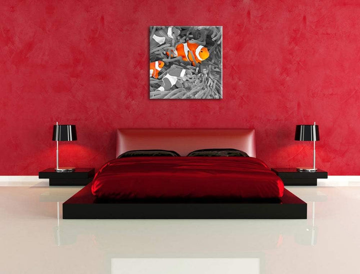 Pixxprint süsse Clown Fische in Anemone als Leinwandbild/Grösse: 70x70 cm/Wandbild/Kunstdruck/fertig