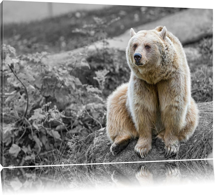 niedlicher Grizzly auf Stein schwarz/weiss auf Leinwand, XXL riesige Bilder fertig gerahmt mit Keilr