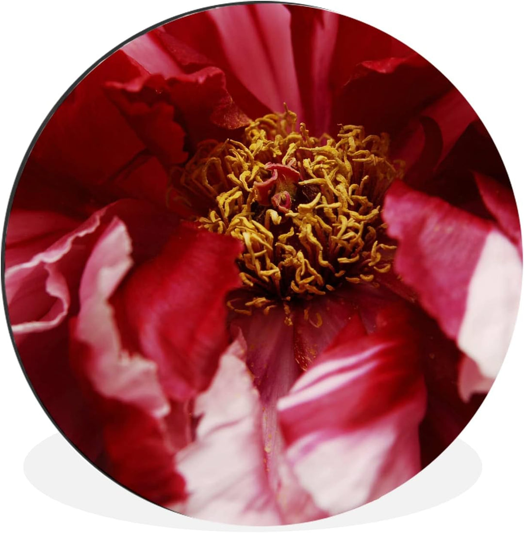 MuchoWow Wandbild Rund Wanddeko Deko Wohnzimmer Bilder 30x30 cm Eine verblühte rote Pfingstrose, 30x