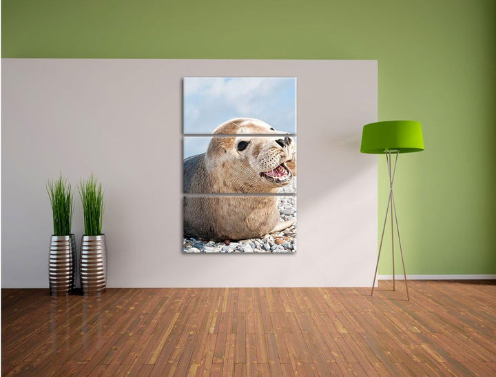 Pixxprint Süsse Robbe auf Steinstrand als Leinwandbild/Grösse: 3 Teilig (120x80 cm) cm/Wandbild/Kuns