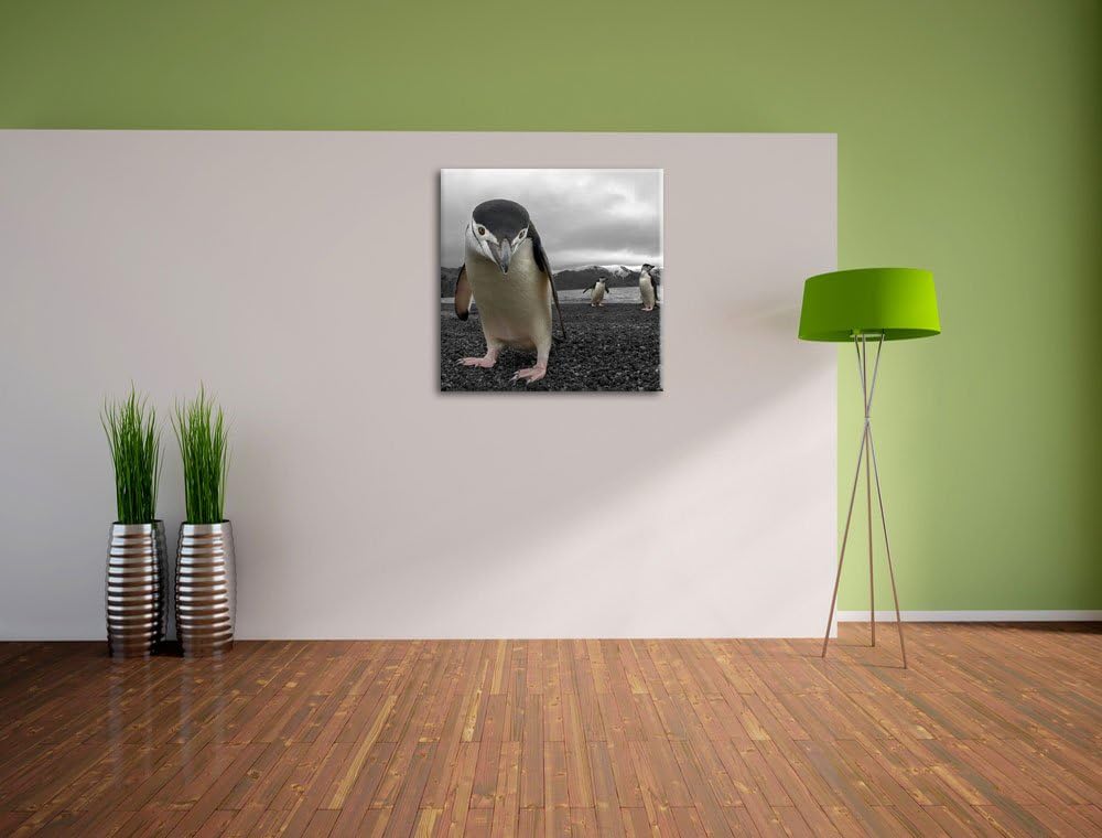 Lustige Pinguine als Leinwandbild Quadratisch/Grösse: 70x70 / Wandbild/Kunstdruck/fertig bespannt, 7