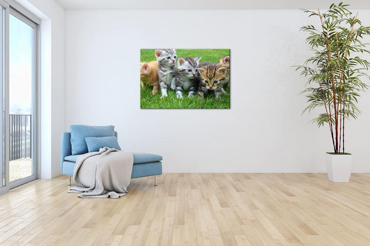 niedliche Katzenbabys auf der Wiese im Format: 100x70 als Leinwandbild, Motiv fertig gerahmt auf Ech