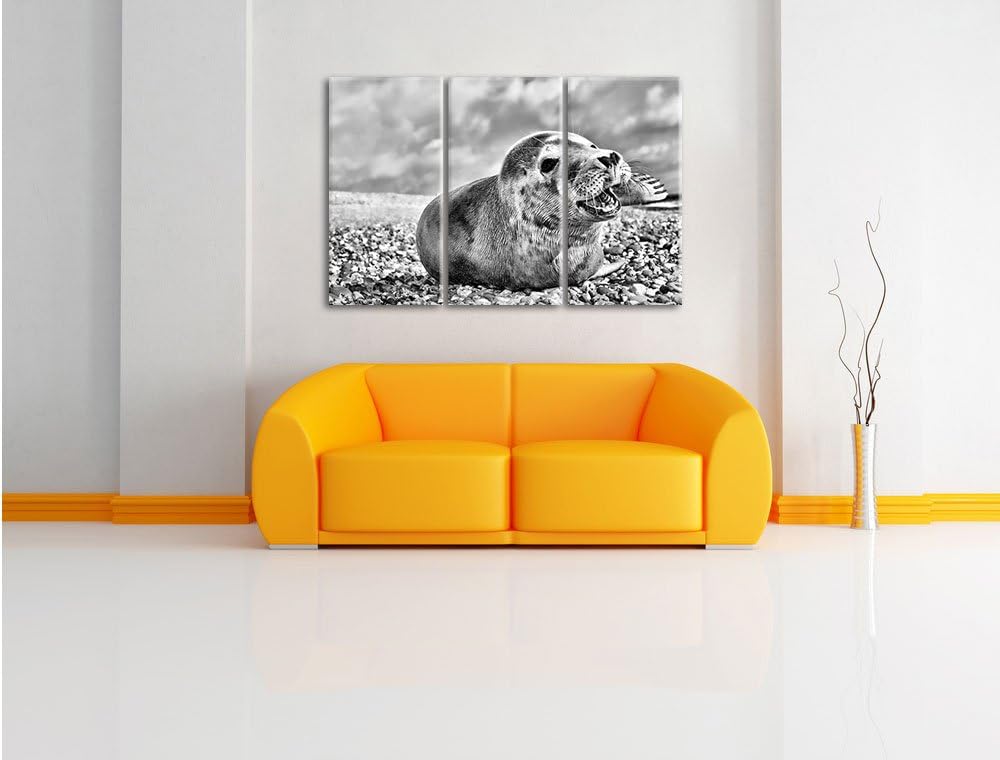 Pixxprint Monocrome, Süsse Robbe auf Steinstrand 3-Teiler Leinwandbild 120x80 Bild auf Leinwand