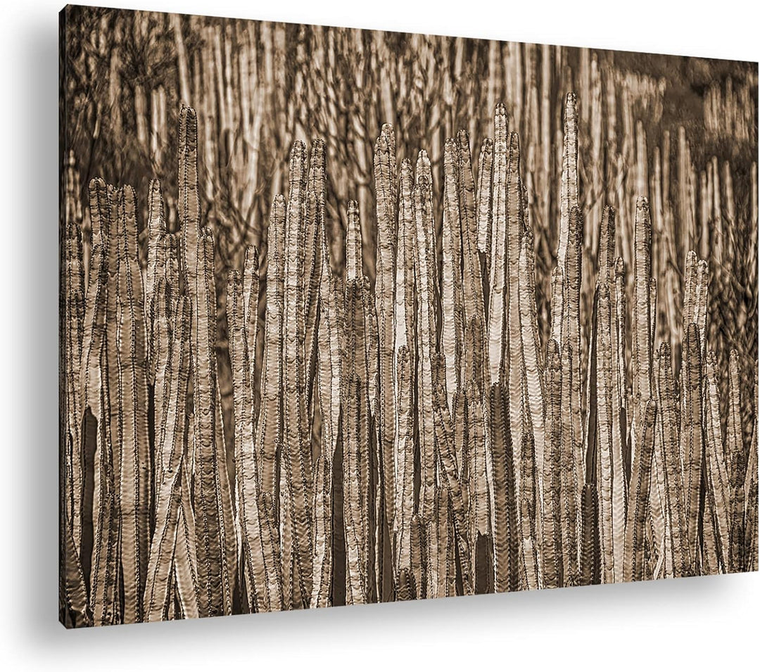 deyoli Kleiner Wald voller Kakteen Format: 80x60 als Leinwand, Effekt: Sepia, Motiv fertig gerahmt a