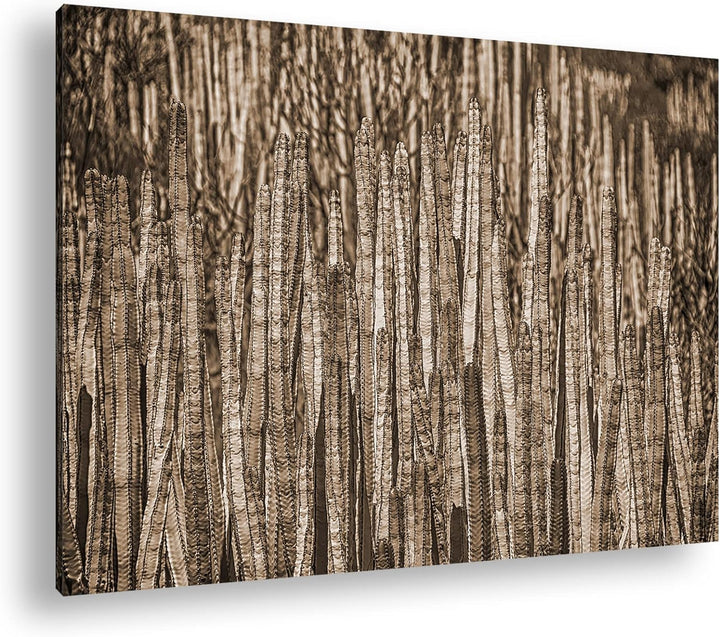 deyoli Kleiner Wald voller Kakteen Format: 80x60 als Leinwand, Effekt: Sepia, Motiv fertig gerahmt a
