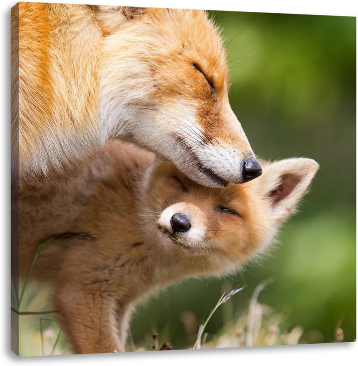 Kuschelnde Füchse, Format: 70x70 auf Leinwand, XXL riesige Bilder fertig gerahmt mit Keilrahmen, Kun