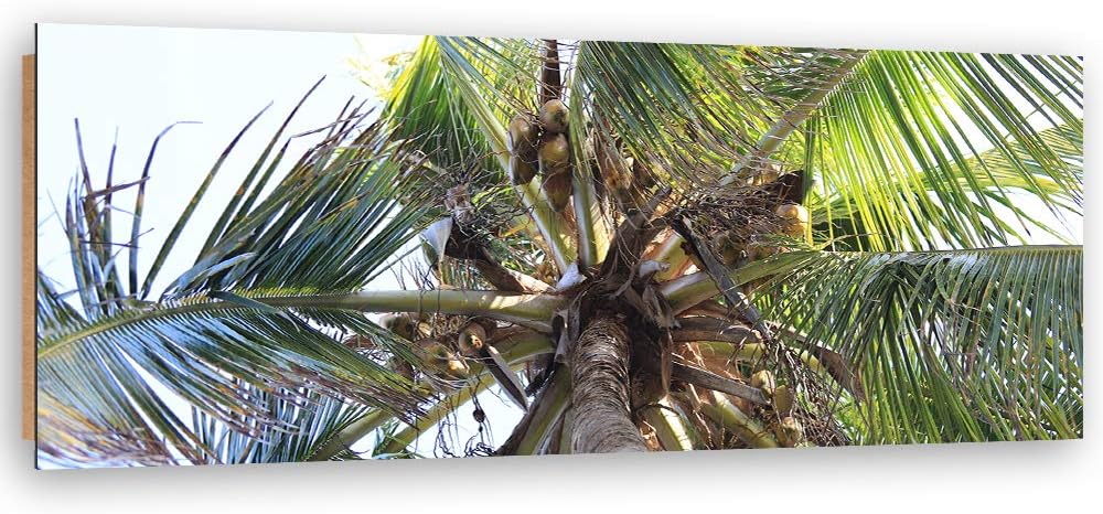Feeby Deco Panel Kokosnüsse Bild Kunstdruck modern Palme Grün 120x40 cm Deko paneel 120x40 cm Grün_B