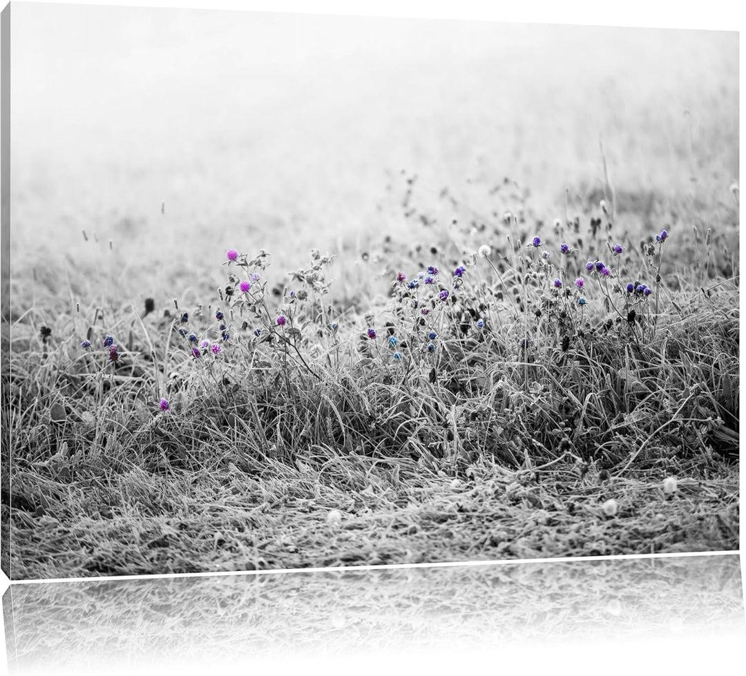 Distel Feld im Retro Look schwarz/weiss Format: 100x70 auf Leinwand, XXL riesige Bilder fertig gerah